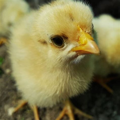 12 Ways To Sex A Chicken Hen Or Rooster