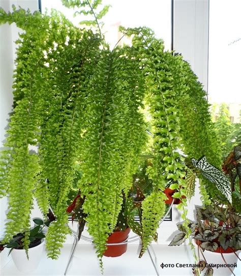 Нефролепис (папоротник) Дассада: описание сорта, характеристики ...