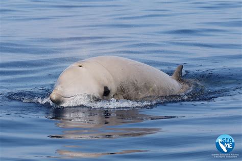 Zampe Zifi E Delfini Comuni Cetacei Rari Avvistati Nel Nord Sardegna