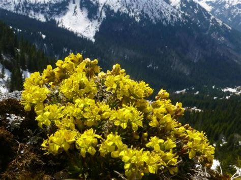 Głodek mrzygłód | Ogrodniczy sklep wysyłkowy | szkolka-szotek.pl