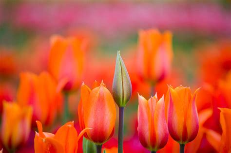 budding  blooming tulips license image  lookphotos