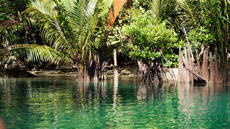 June 19 — Feast of the Forest, Palawan, Philippines – Today in Conservation