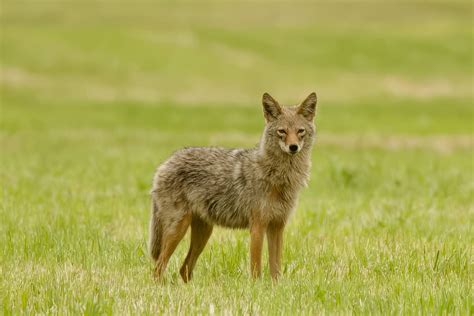 Coyote Diseases: Are There Coyotes With Mange Or Rabies?