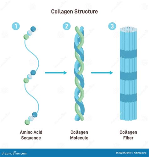 Collagen Structure Amino Acid Sequence Chain Form Three Polypeptides