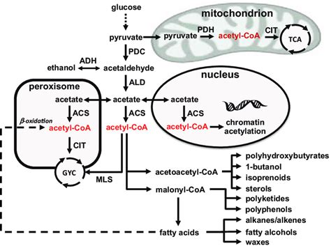 Overview of acetyl-CoA metabolism in yeast. Glucose is converted to ...