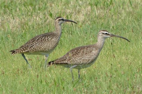 management guidance  eastern black rail  center