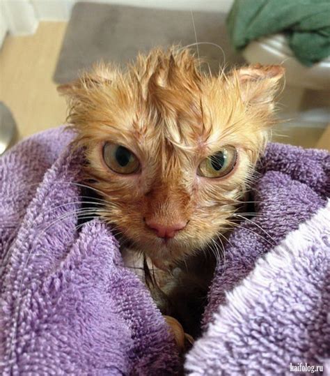 Смешные коты (60 фото) | Funny cat pictures, Cute animals, Cute animal ...