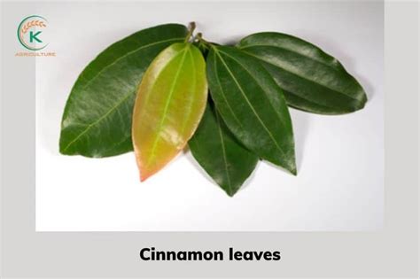 Top 4 perfect cinnamon leaves recipes-How to store cinnamon leaves | K ...