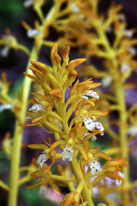 Native Orchids Of The Pacific Northwest And The Canadian Rockies And