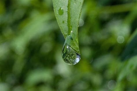 Drip Dew Dewdrop Drop Of Free Photo On Pixabay