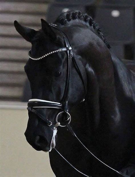 Black baby : r/Horses