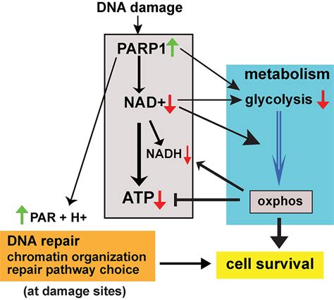 NAD Consumption By PARP1 In Response To DNA Damage Triggers Metabolic