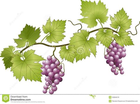 Grapevine Murals Vector Illustration Of Grapevine Grapes And Leaves