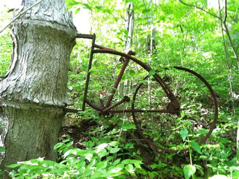 Чудо-деревья!...и их вариации... | Пикабу