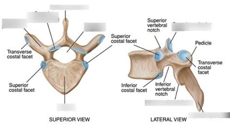 thoracic vertebrae Diagram | Quizlet