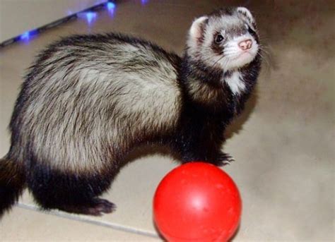 Хорек в домашних условиях - как ухаживать, плюсы и минусы