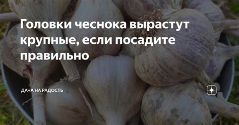 Головки чеснока вырастут крупные, если посадите правильно | Дача на ...