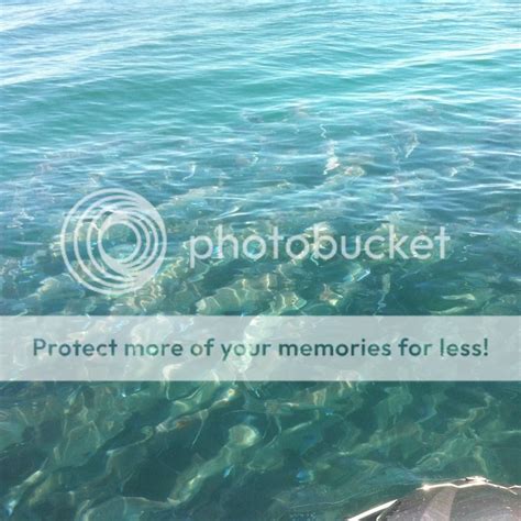 Snapper Porn This Morning On Ski Fishing Fishwrecked Fishing WA Fishing Photos Videos