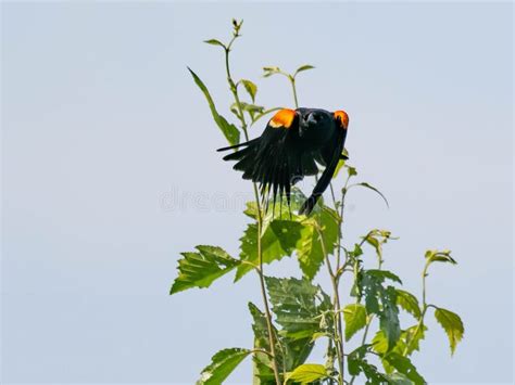 Male Red Winged Blackbird During Flight Agelaius Phoeniceus Stock