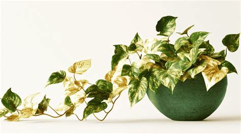 laettskoetta inomhusvaexter som alla  ha underbara hem