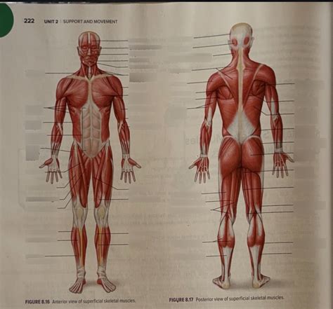 Human A P Chapter 8 Superficial Skeletal Muscles Diagram Diagram Quizlet