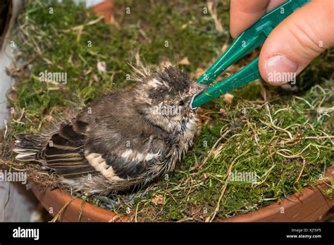 Pied Wagtail At Nest Box Hi Res Stock Photography And Images Alamy