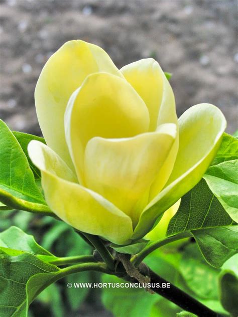 Magnolia 'Yellow Bird' – Boomkwekerij Hortus Conclusus