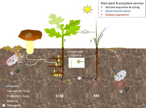 What Are Mycorrhizal Traits Trends In Ecology Evolution Off