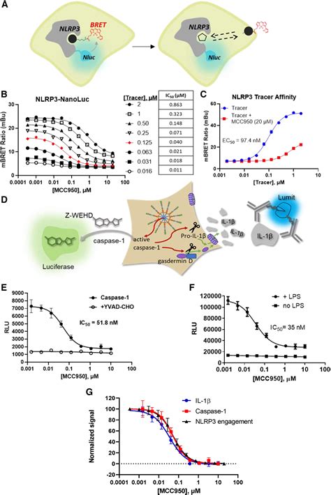 Interrogating Direct Nlrp3 Engagement And Functional Inflammasome