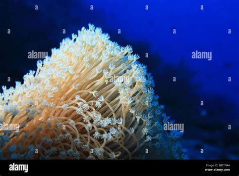 Close Up Of Coral Polyps Underwater In The Tropical Reef Of The