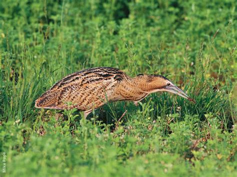eurasian bittern kuwaitbirdsorg