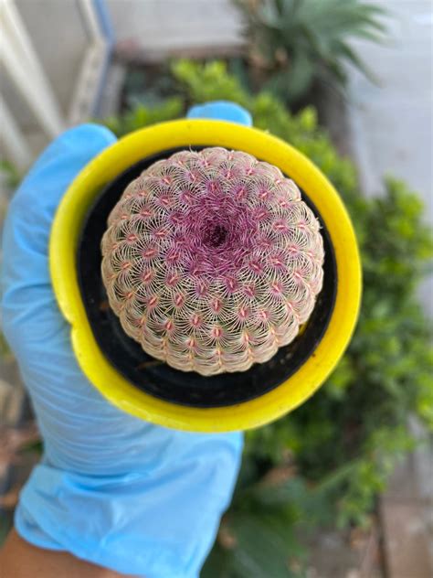 Echinocereus Rigidissimus Var Rubispinus Rubrispinus Rare Cactus