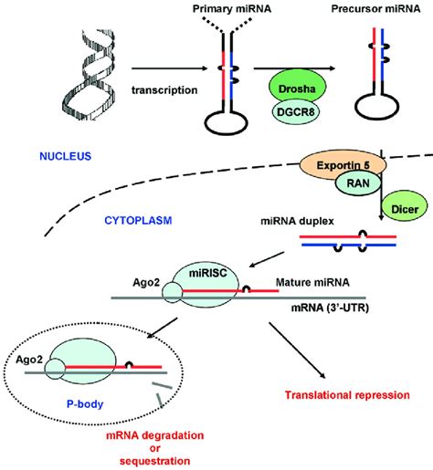 Microrna Mirna Biosynthesis Mirnas Are Transcribed From The Nucleus Download Scientific