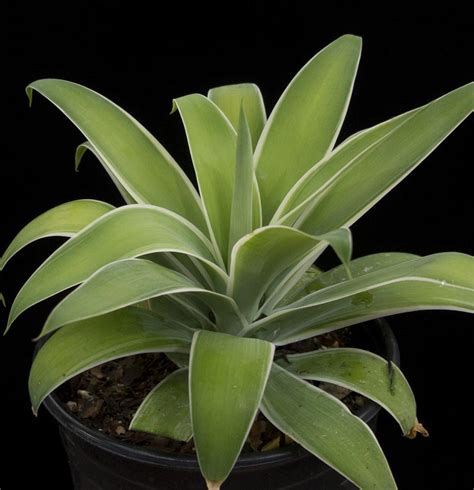 Agave Attenuata Ray Of Light Cactus Jungle