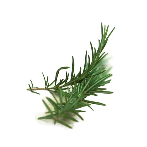 Food Grade Rosemary Leaf Extract Carnosic Acid Powder Rosmarinic