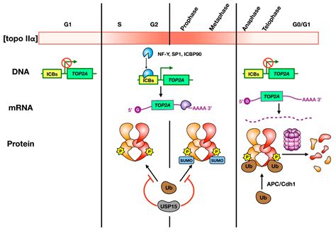 Genes Free Full Text Cell Cycle Dependent Control And Roles Of Dna