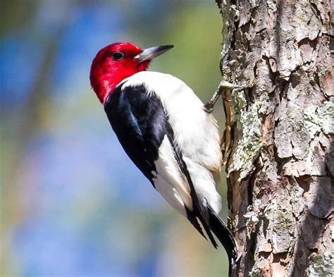 Red Birds In Virginia 8 Species With Photos Bird Feeder Hub