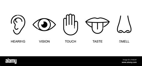 A Set Of Icons Of The Five Human Senses Hearing Sight Touch Taste