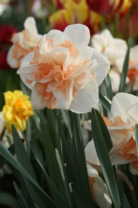 Нарцисс Rosa Trompete (75 фото) - фото - картинки и рисунки: скачать ...