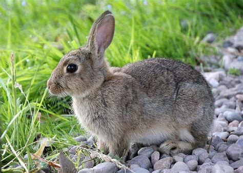 rabitat  humane rabbit habitat backyardables