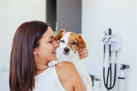 Dog Vaccination Bayview Vets