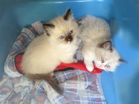 Seal Mitted Ragdoll – Bajimbi Cats