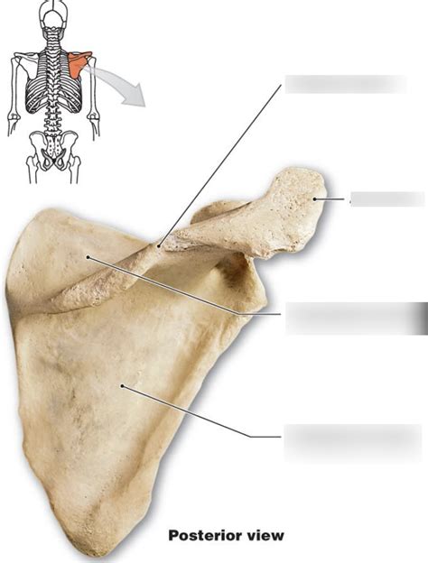 Thoracic Spine Level Scapula