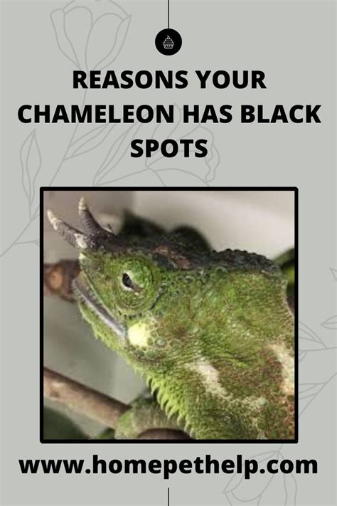Veiled Chameleon Mood Color Chart