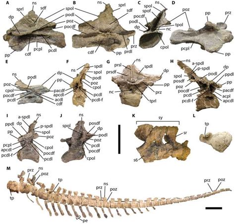 A Gigantic Exceptionally Complete Titanosaurian Sauropod Dinosaur From