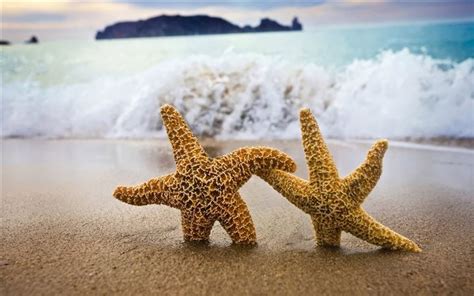 1000+ Best Starfish Mac Wallpapers Free HD Download - AllMacWallpaper