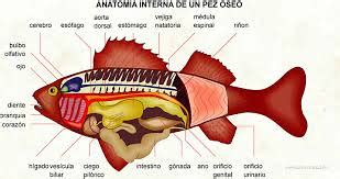 Fisiolog A Del Sistema De Los Peces Anatom A Y Fisiolog A Flickr