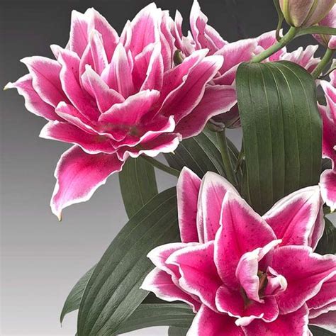 Lilium Roselily Samantha | Lilium 'Samantha' | Samantha Double Oriental ...