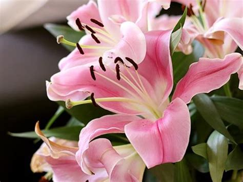 Lilies Example Essex Florist Greenhouses Inc