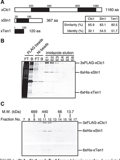 Figure From Xenopus Laevis Ctc Stn Ten Xcst Protein Complex Is